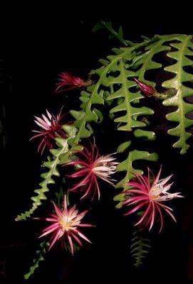 Goin To Pot Orchids and Repotting Service