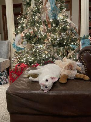 Madison Animal Care Hospital