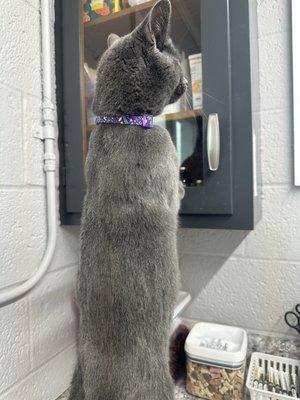 Wabash Veterinary Hospital