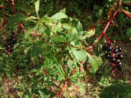 I cant remember if these berries are poisonous but they taste terrible and made my spit purple.