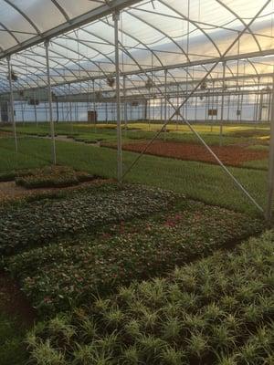 Quail Hollow Nurseries