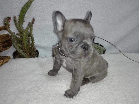 Blue grey Frenchie $4,000.00 to $6,000.00 for sale $5,000.00