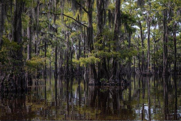 Caddo Outback Backwater Tours