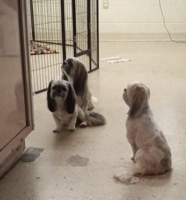 Let us take care of your fur babies