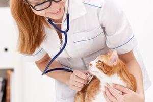 The Animal Clinic At Oxford Mills