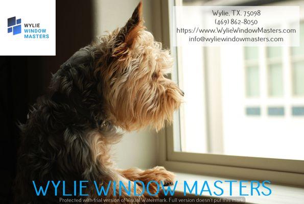 Wylie Window Masters