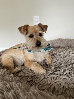 Art Pet Mobile Grooming