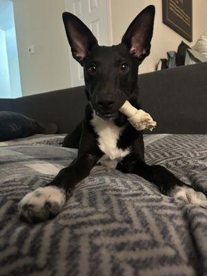 Lilo’s Wagging Tail