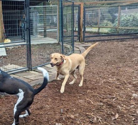 Northwest Dog Retreat