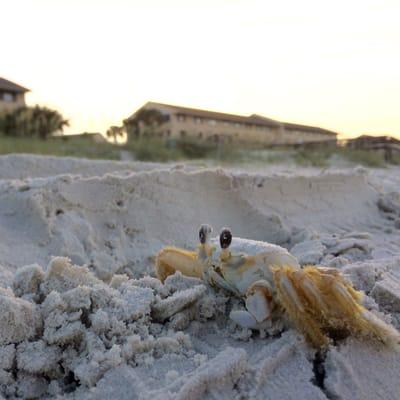 Summerhouse in the background.