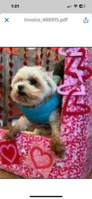 Mohegan Lake Veterinary Hospital