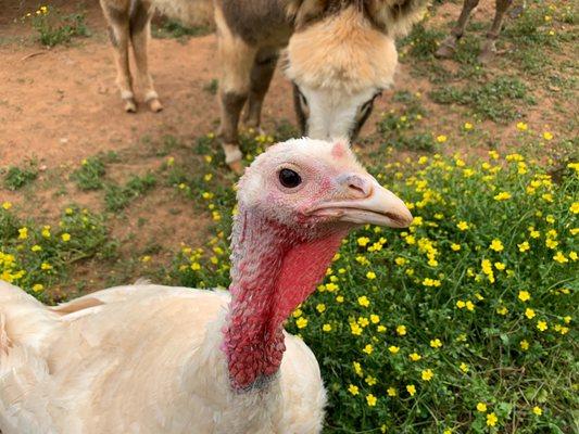 Turkeys and chickens