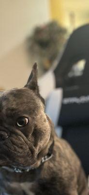 Animal Vision Care & Surgical Center