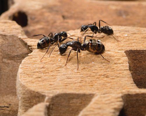 These are carpenter ants.