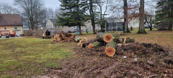 Diegos Tree Services