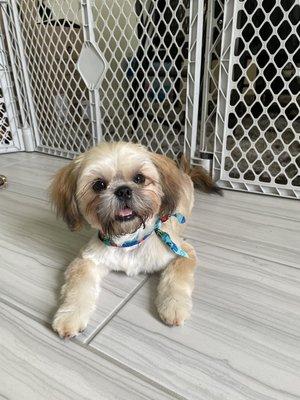 Pampered Little Paws