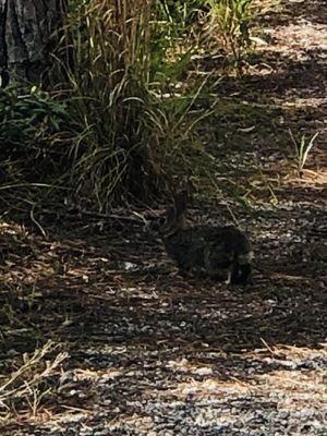 Spruce Bluff Preserve