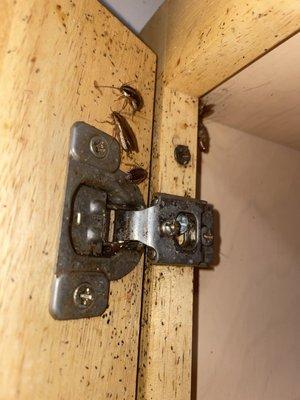 New York Exterminating