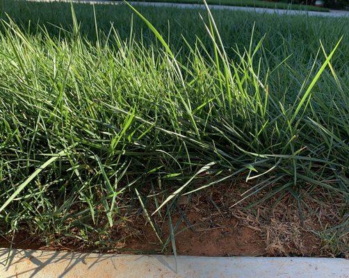 GrassChopper Landscaping