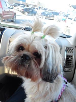 Our shih tzu stayed the entire week of Thanksgiving while we were in Branson.