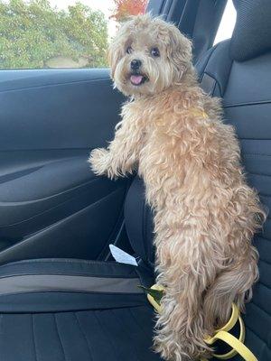 Dog Squad Dog Training