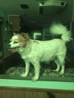 R.I.P.
Bella 1-14-25