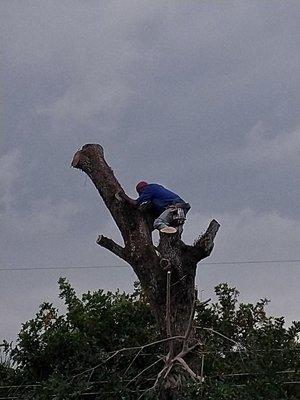 Art & Tree Landscaping