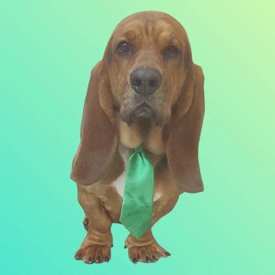 Doggie Stylz Pet Grooming