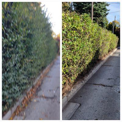 Whip Into Shape Yard Solutions