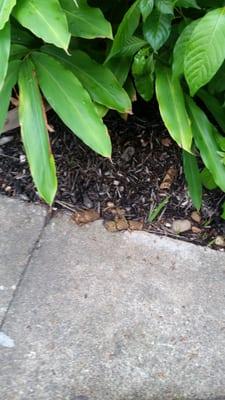 Dog feces are everywhere and even on the sidwalk