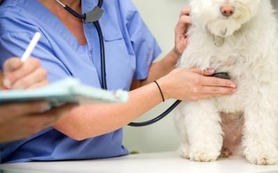 White Oak Animal Hospital