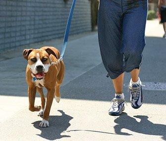 Cozy Critters Pet Sitters