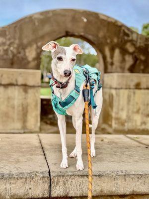 Madonna on our run yesterday , happy, healthy, and thriving thanks to the incredible care she received here!