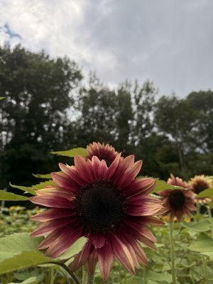 1st Annual Sunflower Summer