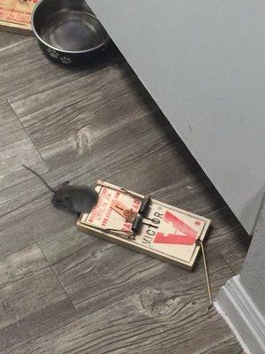 We had to get mice traps on our own