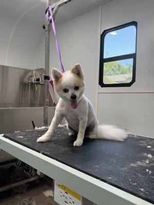 Beautiful Paws Mobile Spa