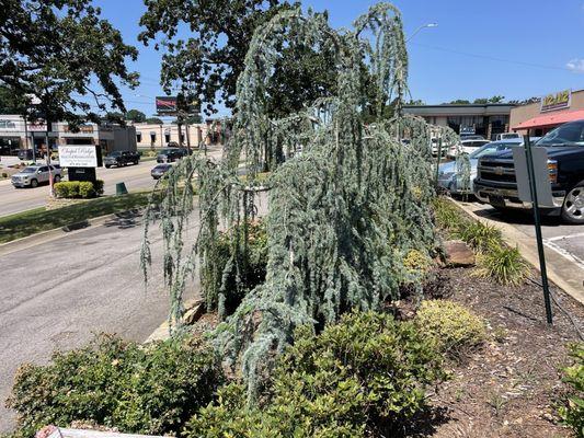 Chapel Ridge Health & Rehab