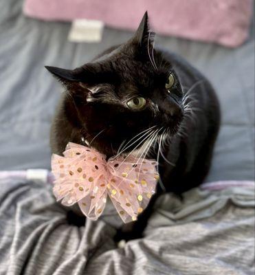 Benny's Pooch Pawler