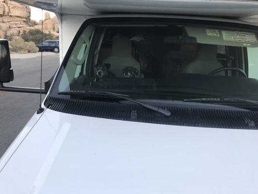 Cruising with 2 puppy co-pilots