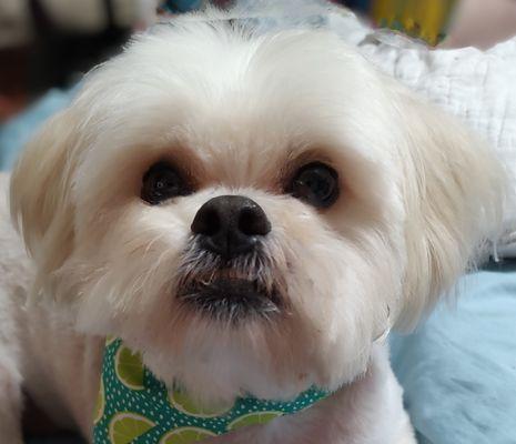 Love-N-Care pet Salon