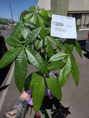 Phoenix Flower Shops - Glendale