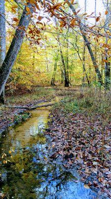 Parkers Creek Preserve