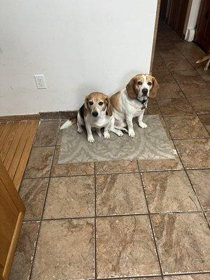 Lilly’s Pet Sitting