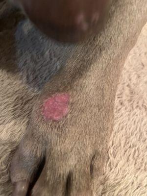 Smith Farms Boarding Kennels