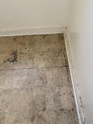 Pictures of rat poop a few days after we moved out and went back for final cleaning