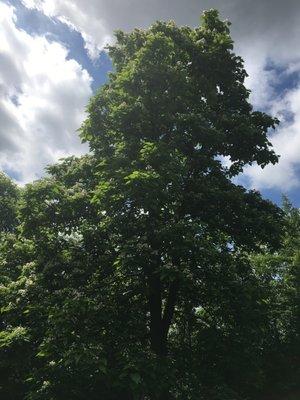 Barry Kendall ISA Board Certified Master Arborist