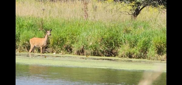 Fox River Shores Forest Preserve