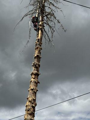 DB Dirt and Tree Service