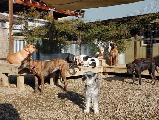 A day in the yard. My little monkey is on the far right.