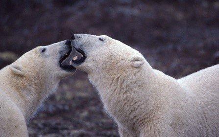 Be Bear Aware Campaign